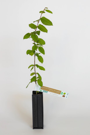 Planta trufera de carpe común (carpinus betulus) micorrizada con trufa blanca (tuber magnatum)