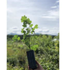 Giovane pianta di Acero alpino (Acer opalus)