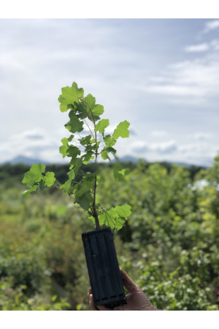 Young plant of Italian maple (Acer opalus)