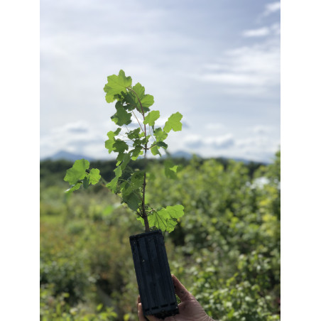 Jeune plant d'Erable à feuilles d'Obier (Acer opalus)