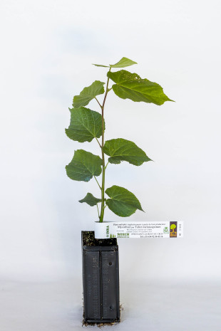 Planta trufera de Tilo pequeño (tilia cordata) micorrizada con trufa de Borgoña (tuber uncinatum)