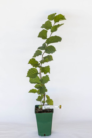 Planta trufera de avellano común (corylus avellana) micorrizada con trufa de Borgoña (tuber uncinatum)