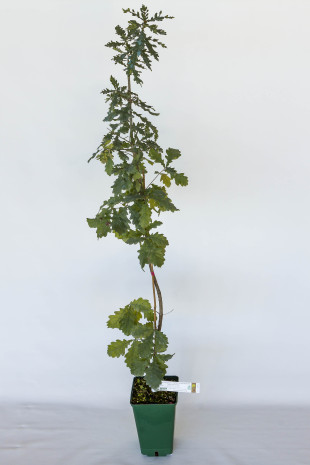 Planta trufera de roble pedunculado (quercus pedonculata) micorrizada con trufa de borgoña (tuber uncinatum)