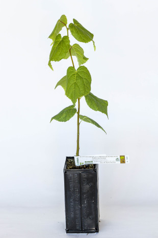 Planta trufera de Tilo pequeño (tilia cordata) micorrizada con trufa de Borgoña (tuber uncinatum)