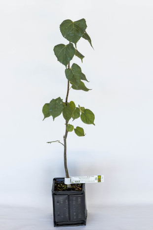 Planta trufera de Tilo pequeño (tilia cordata) micorrizada con trufa negra del Périgord (tuber melanosporum)