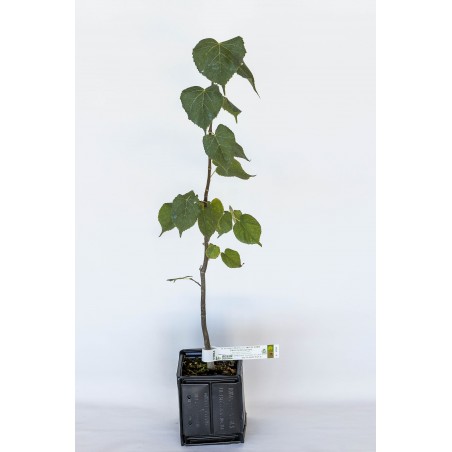 Planta trufera de Tilo pequeño (tilia cordata) micorrizada con trufa negra del Périgord (tuber melanosporum)