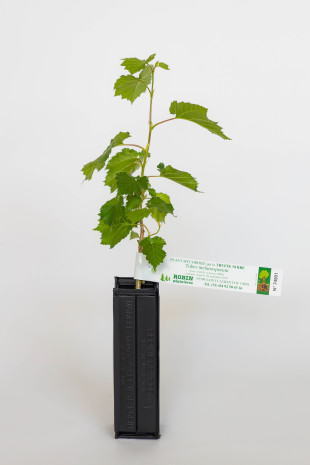 Planta trufera de avellano bizantino (corylus colurna) micorrizada con trufa negra (tuber melanosporum)