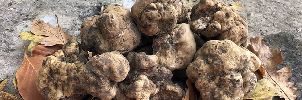 Comment Cultiver La truffe blanche 1 tube de 50ml= 5 litres de mycélium  truffe blanche LIVRAISON Gratuite !! 100% de souche Française.